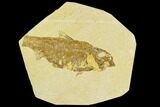 Bargain, Fossil Fish (Knightia) - Wyoming #120440-1